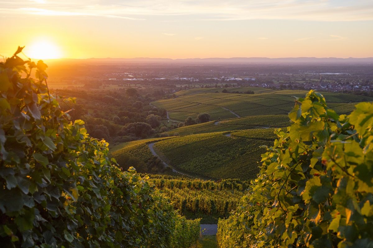 Baden Wine Region